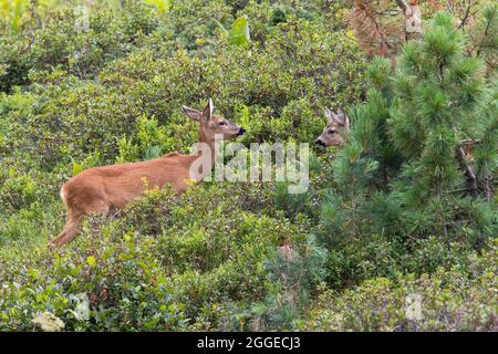 Chèvre roé (Capranolus capranolus) avec fauve sur la prairie montagneuse, Tyrol, Autriche Banque D'Images