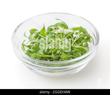 Les micro-pousses de coriandre verte dans un bol en verre isolé sur fond blanc avec chemin de découpe Banque D'Images