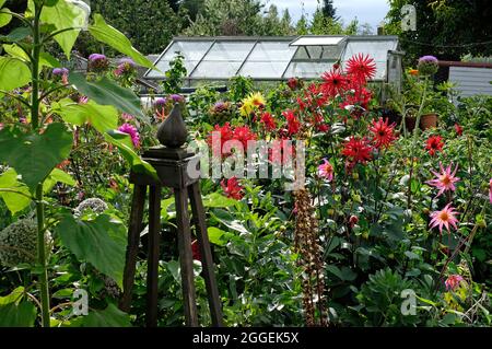 fleurs dans le jardin urbain de l'allotissement, norfolk, angleterre Banque D'Images