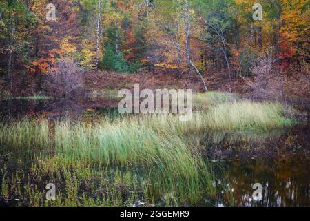 Étang forestier dans la forêt nationale de Hiawatha au Michigan Banque D'Images