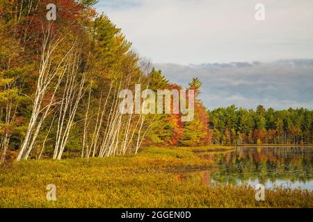 Bouleaux le long de la rive du lac Big Twin près de Munising, MI Banque D'Images