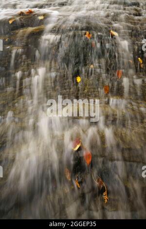 Les feuilles d'automne s'accrochent aux chutes de Whitefish en riant dans LE HAUT du Michigan Banque D'Images