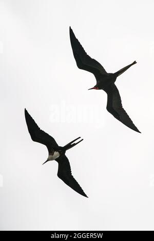 Deux magnifiques frégates (Fregata magnificens) s'envoler dans un ciel d'été bleu Banque D'Images