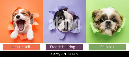 Trois petits chiots doux de chiens de race populaires regardant l'appareil photo isolé sur fond déchiré coloré. Ensemble de petits animaux avec des signes de race Banque D'Images