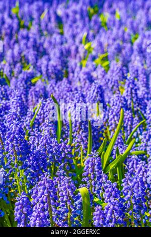 Fleurs colorées bleues jacinthe de raisin Muscari armeniacum et tulipes et jonquilles jaunes à Keukenhof à Lisse, pays-Bas Banque D'Images