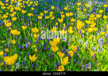 Fleurs colorées bleues jacinthe de raisin Muscari armeniacum et tulipes et jonquilles jaunes à Keukenhof à Lisse, pays-Bas Banque D'Images