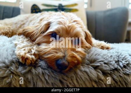 Adorable chien de repos miniature Labradoodle Banque D'Images