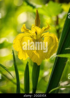 Drapeau Iris ( Iris pseudocacorus) fin juin, Askham Bog, York, Angleterre. Banque D'Images