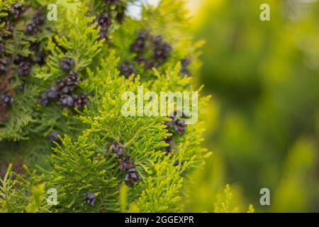 cyprès de citron dans le jardin de la maison, humide sous la pluie. cupressus macrocarpa. Banque D'Images