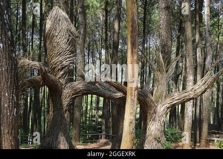 L'atmosphère de pinus pengger à Yogyakarta, Indonésie Banque D'Images