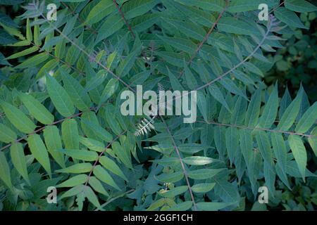 Arbre de paradis en pleine croissance. Ailanthus altissima arbre vu d'en haut. Banque D'Images
