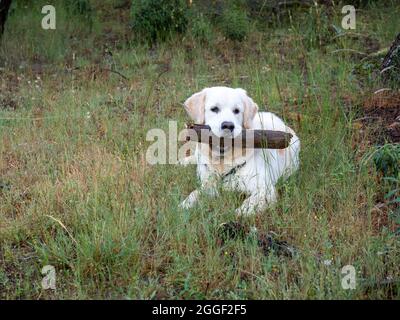 Un chien actif allongé dans un champ herbacé dans une campagne et tenant un gros bâton dans sa bouche pendant une partie de fetch Banque D'Images