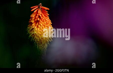 Kniphofia, Red Hot Poker ou Torch Lilly, tête de fleur isolée Banque D'Images