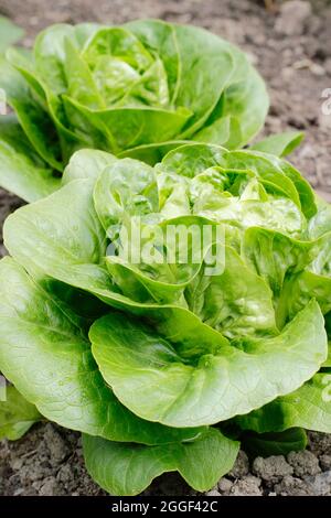 Lactuca sativa 'Little Gem' COS laitue poussant dans un potager. ROYAUME-UNI Banque D'Images