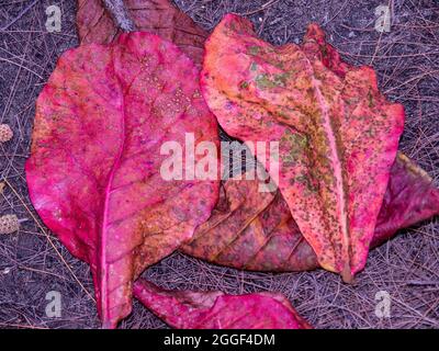 Feuilles rouges séchées - quelques grandes feuilles rouges mortes et séchées sur le sol, prises à Hawaï. Banque D'Images