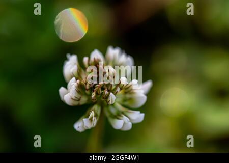 Trifolium repens la fleur dans la prairie Banque D'Images