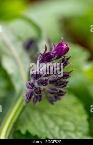 Symphytum officinale fleur dans le champ Banque D'Images