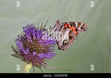 Portrait d'un papillon américain, Vanessa virginiensis, sur une usine de chardon dans le centre de l'Oregon. Banque D'Images