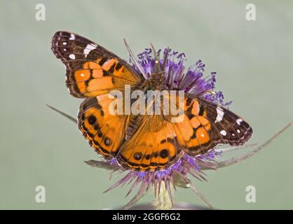 Portrait d'un papillon américain, Vanessa virginiensis, sur une usine de chardon dans le centre de l'Oregon. Banque D'Images