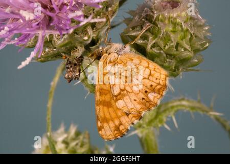 Portrait d'un papillon du croissant Mylitta, Phyciodes mylitta, sur un chardon dans le centre de l'Oregon. Banque D'Images