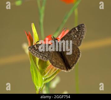 Portrait d'un papillon des Duskywing, Erynnis acuvius, dans le centre de l'Oregon Banque D'Images