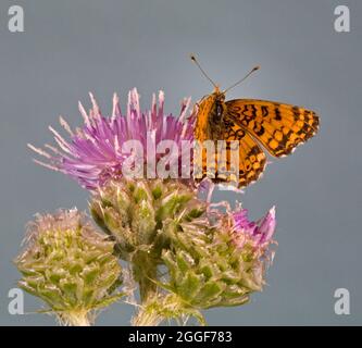 Portrait d'un papillon du croissant Mylitta, Phyciodes mylitta, sur un chardon dans le centre de l'Oregon. Banque D'Images