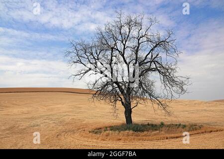 Un arbre mort dans un champ de blé, dans le pays agricole du nord de l'Idaho. Banque D'Images