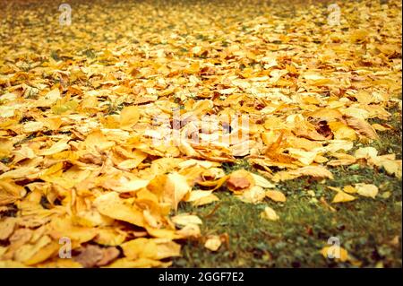 automne feuilles tombées d'un orme sur le sol sur l'herbe verte. feuillage d'automne sur la terre Banque D'Images
