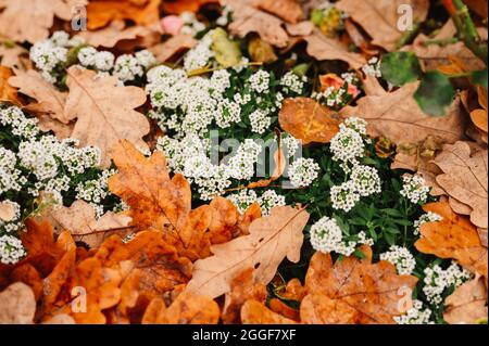 alyssum fleurs blanches en pleine floraison parmi les feuilles de chêne d'automne orange déchue dans le parc d'automne Banque D'Images