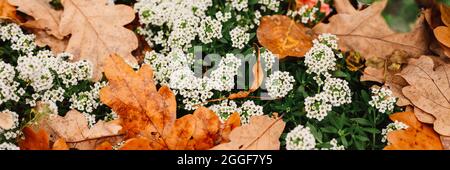 alyssum fleurs blanches en pleine floraison parmi les feuilles de chêne d'automne orange déchue dans le parc d'automne. bannière Banque D'Images