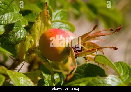 Hanche rose orange-rouge presque mûre de Rosa rugosa Banque D'Images