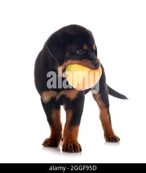 Chiot rottweiler in front of white background Banque D'Images