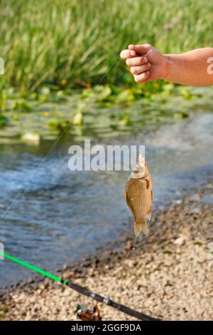 La main d'un pêcheur tient un poisson pêché sur une ligne de pêche sur le fond d'un étang d'été en flou. Banque D'Images