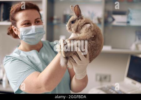 Lady vétérinaire avec des gants tient mignon lapin gris à l'examen à l'hôpital Banque D'Images