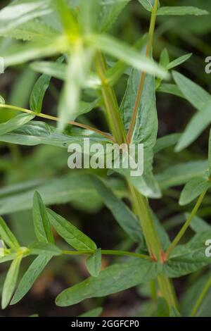 Bloutweiderich, Blout-Weiderich, Blatt, Bätter, Gewöhnlicher Bloutweiderich, Lythrum salicaria, Loosestrife pourpre, Loosestrife à pointes, lythrum pourpre, Banque D'Images