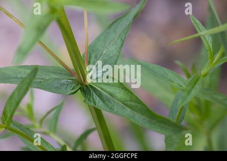 Bloutweiderich, Blout-Weiderich, Blatt, Bätter, Gewöhnlicher Bloutweiderich, Lythrum salicaria, Loosestrife pourpre, Loosestrife à pointes, lythrum pourpre, Banque D'Images