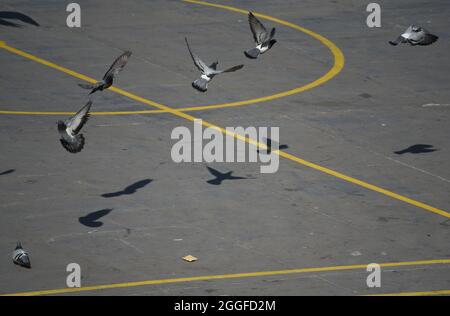 Des mouettes et des pigeons survolent et perlent sur un terrain de basket au milieu de la ville Banque D'Images