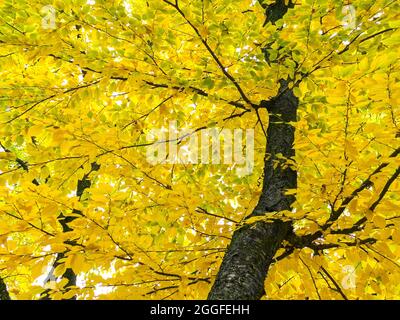 feuillage jaune vif et luxuriant de hêtre dans la forêt d'automne. vue d'en dessous vers le haut. Banque D'Images