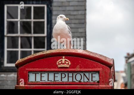 Totnes, 27 août 2021 : un mouette reposant sur une boîte téléphonique à Totnes, Devon Banque D'Images