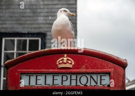 Totnes, 27 août 2021 : un mouette reposant sur une boîte téléphonique à Totnes, Devon Banque D'Images