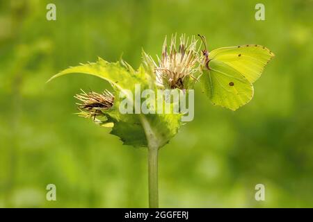 Papillon jaune en pierre d'assise sur une plante de chardon poussant dans un pré par une belle journée d'été. Arrière-plan vert. Banque D'Images