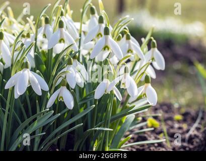 De belles fleurs blanches en forme de goutte d'eau (Galanthus nivalis) poussent au printemps Banque D'Images