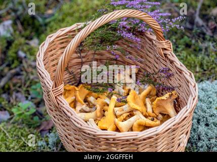 Panier en osier avec champignons Chanterelle cueillis et branche de bruyère en fleur dans la forêt Banque D'Images