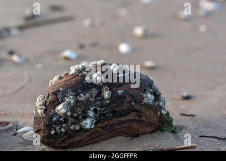 Barnacle de baie (Amphibalanus improvisus) sur un morceau de bois sur une rive de mer sablonneuse de Baltis Banque D'Images