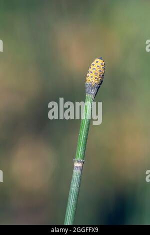 Photo macro de l'Equisetum hyemale (communément appelé Horsetail rugueux, ruse à récurer, horsetail à fléaux ou herbe de serpent) avec strobilus au soleil spri Banque D'Images