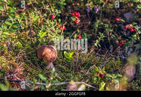Le petit champignon Porcini (Boletus edulis) se cache parmi la mousse verte, les aiguilles de pin et les buissons de baies de lingoni dans la forêt, le jour ensoleillé d'août. Banque D'Images