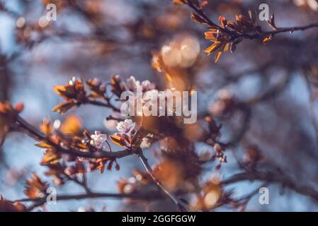Branches d'arbre de pomme avec fleurs rwhite en fleur Banque D'Images