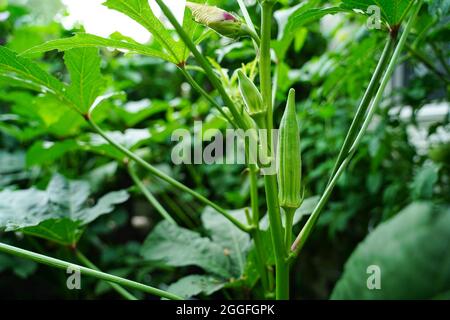 Plantes okra poussant dans le jardin arrière-cour de la maison de Pennsylvanie, foyer sélectif Banque D'Images