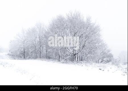 Paysage clé de forêt enneigée sur un matin brumeux en hiver et contraste élevé avec les arbres. Concept Wintry Banque D'Images