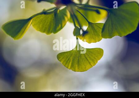Photo macro des feuilles de l'arbre de Ginkgo biloba Banque D'Images